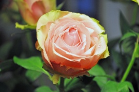  Orange rose